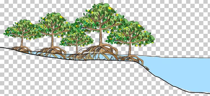 Florida Mangroves Tropical And Subtropical Moist Broadleaf Forests Rhizophora Mangle Tropical Rainforest PNG, Clipart, Avicennia Germinans, Branch, Coast, Ecosystem, Erosion Free PNG Download