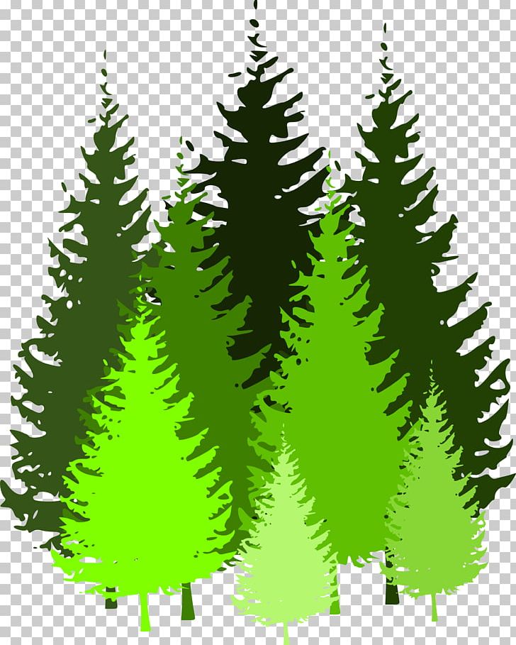 Forest Pine PNG, Clipart, Biome, Blog, Branch, Christmas Decoration, Christmas Ornament Free PNG Download