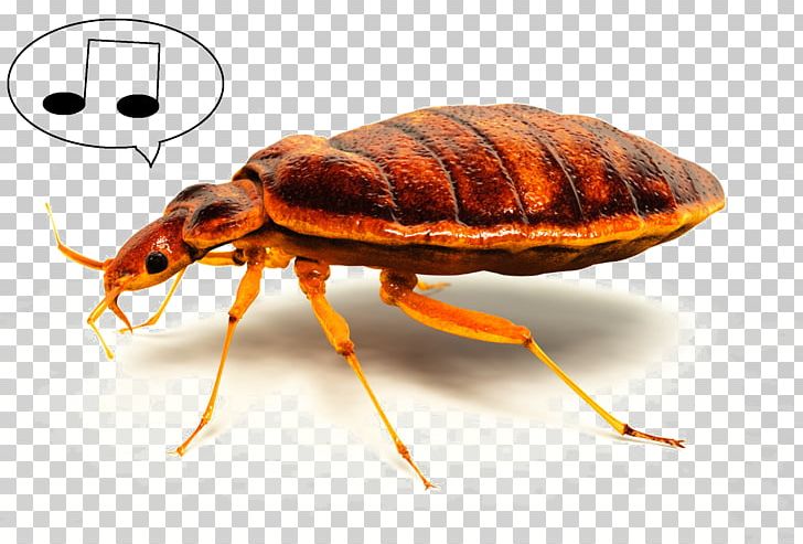 Insect Bed Bug Bite The Bed-bug Pest Control PNG, Clipart, Animal, Animals, Arthropod, Bed, Bedbug Free PNG Download