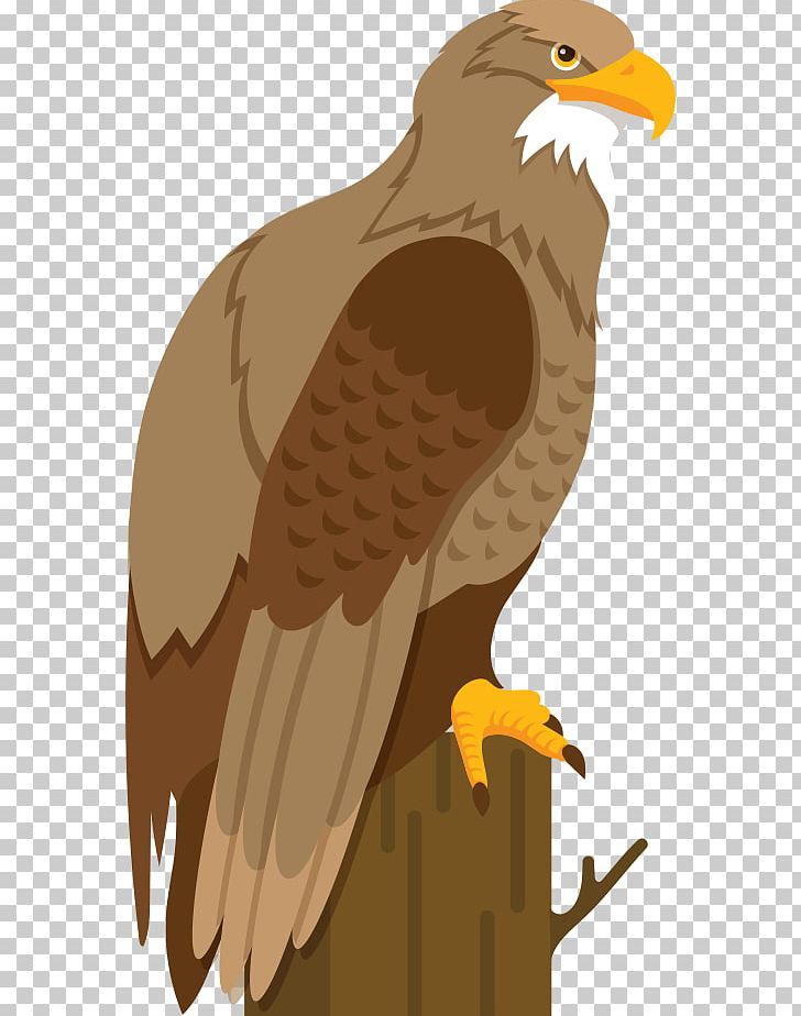 Bald Eagle Hawk Cartoon Illustration PNG, Clipart, Accipitriformes, Animals, Beak, Bird, Bird Of Prey Free PNG Download