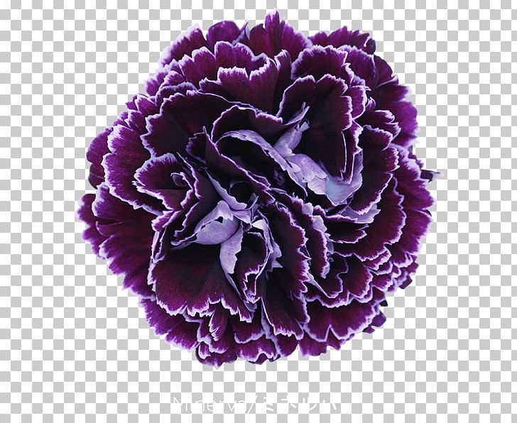 Dianthus Caryophyllus Var. Schabaud Cut Flowers Garden Roses Floristry PNG, Clipart, Carnation, Cut Flowers, Dianthus Caryophyllus Var Schabaud, Floristry, Flower Free PNG Download