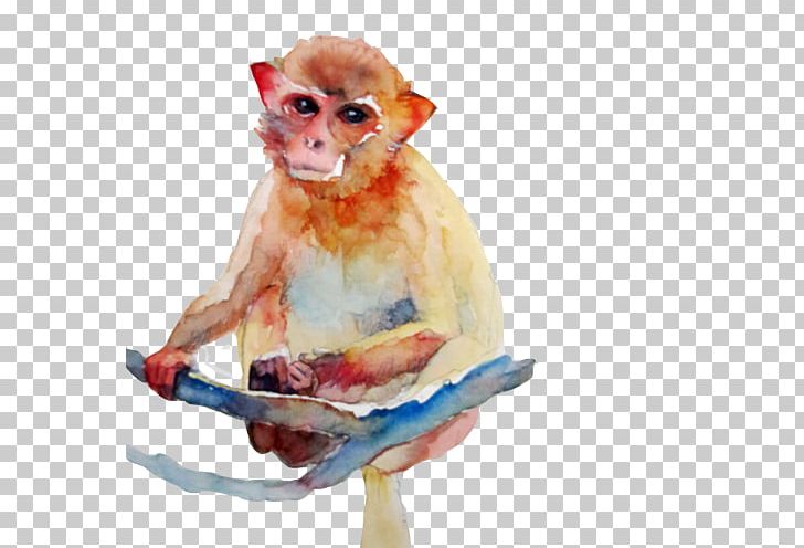 Cercopithecidae Watercolor Painting Monkey PNG, Clipart, Animals, Daze, Download, Golden, Golden Frame Free PNG Download