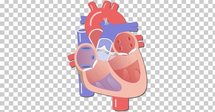 Heart Valve Circulatory System Human Body Electrical Conduction System Of The Heart PNG, Clipart, Anatomy, Aortic Valve, Blood Vessel, Cardiac Cycle, Cardiac Muscle Free PNG Download
