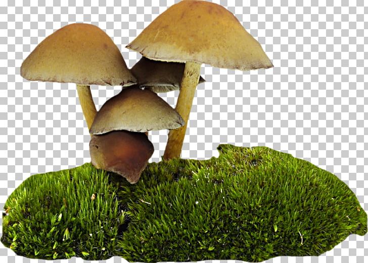 Mushroom Fungus Food PNG, Clipart, Amanita Muscaria, Download, Edible Mushroom, Food, Fungus Free PNG Download