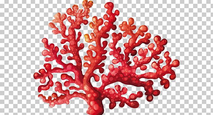 Coral Reef PNG, Clipart, Algae, Art, Clip Art, Computer Icons, Coral Free PNG Download