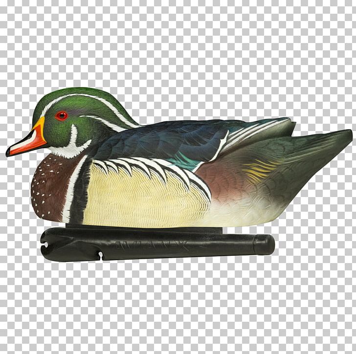 Mallard Wood Duck Atlantic Flyway Mississippi Flyway PNG, Clipart, Aix, American Black Duck, Animals, Anseriformes, Atlantic Flyway Free PNG Download