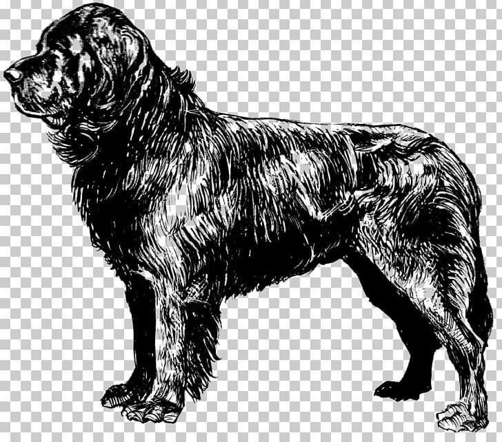 Newfoundland Dog Labrador Retriever Drawing PNG, Clipart, Animal, Black And White, Breed, Carnivoran, Dog Free PNG Download