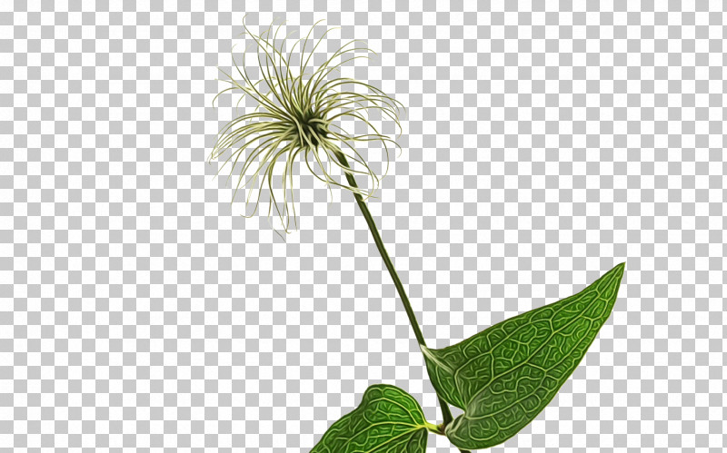 Plant Stem Leaf Flower M-tree Tree PNG, Clipart, Biology, Flower, Leaf, Mtree, Paint Free PNG Download