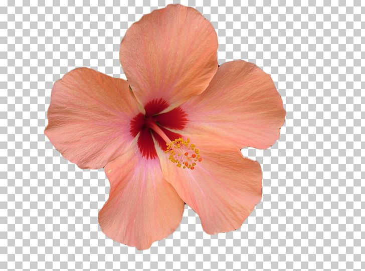 Flower Hibiscus Stock Photography Stock.xchng PNG, Clipart, Chinese Hibiscus, Color, Flower, Flower Bouquet, Flowering Plant Free PNG Download