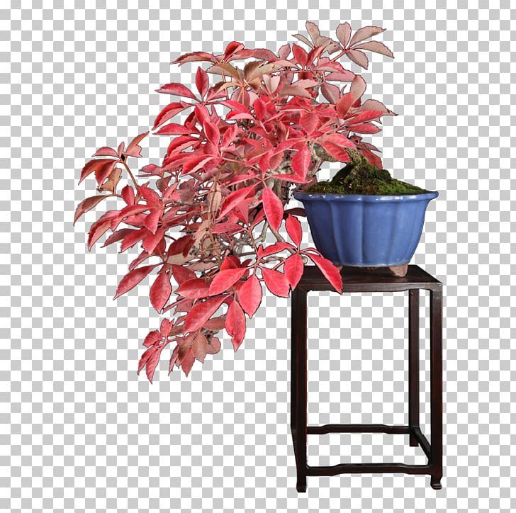 Flowerpot Houseplant Leaf Tree PNG, Clipart, Flower, Flowerpot, Houseplant, Leaf, Plant Free PNG Download