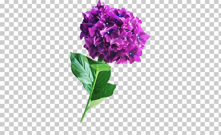 Hydrangea Cut Flowers Amaranthaceae Plant Stem Annual Plant PNG, Clipart, Amaranth, Amaranthaceae, Amaranth Family, Annual Plant, Cornales Free PNG Download