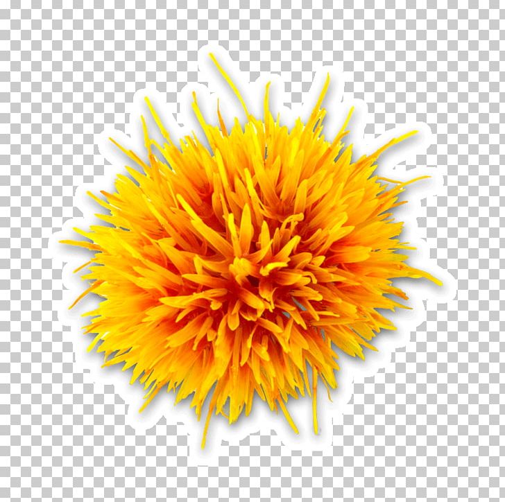 Safflower Oil Seed Oil PNG, Clipart, Apricot Oil, Carthamus, Chrysanths, Conjugated Linoleic Acid, Cut Flowers Free PNG Download