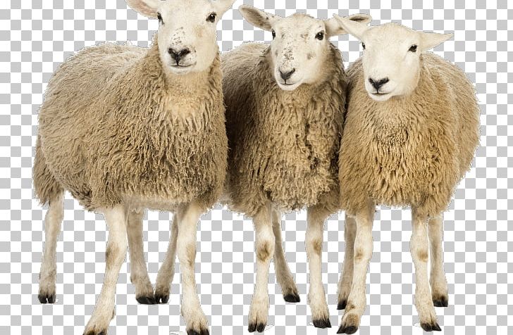 Sheep Portable Network Graphics Transparency PNG, Clipart, Animals, Background, Clipping Path, Computer Icons, Cow Goat Family Free PNG Download