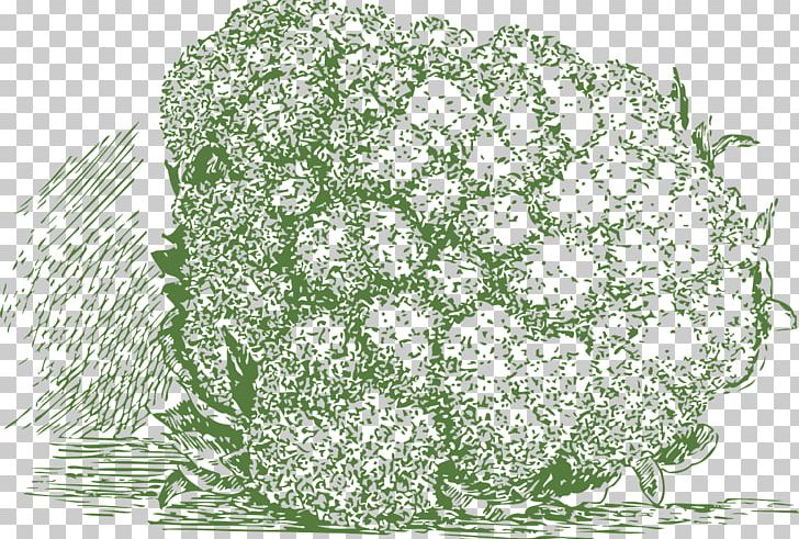Cauliflower Broccoli Veggie Burger Red Cabbage PNG, Clipart, Brassica Oleracea, Broccoli, Cabbage, Cauliflower, Drawing Free PNG Download