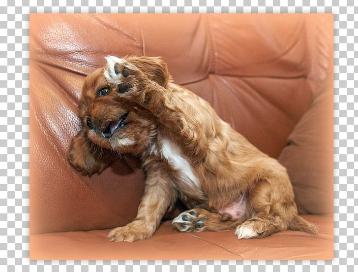 Dog Breed Puppy Spaniel Sporting Group PNG, Clipart, Animals, Breed, Carnivoran, Cavalier, Companion Dog Free PNG Download
