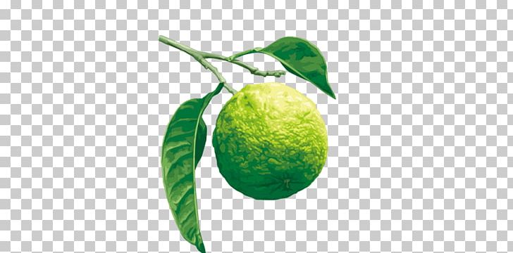 Lime Citrus ×bergamia Aromatherapy Rutaceae Satsuma Mandarin PNG, Clipart, Aromatherapy, Citrus, Extraction, Family, Food Free PNG Download