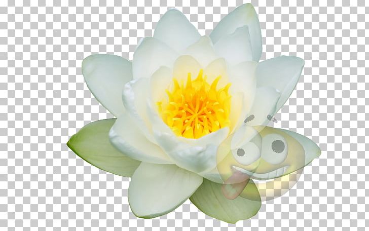 Lotus-m PNG, Clipart, Aquatic Plant, Flower, Flowering Plant, Lotus, Lotus Family Free PNG Download
