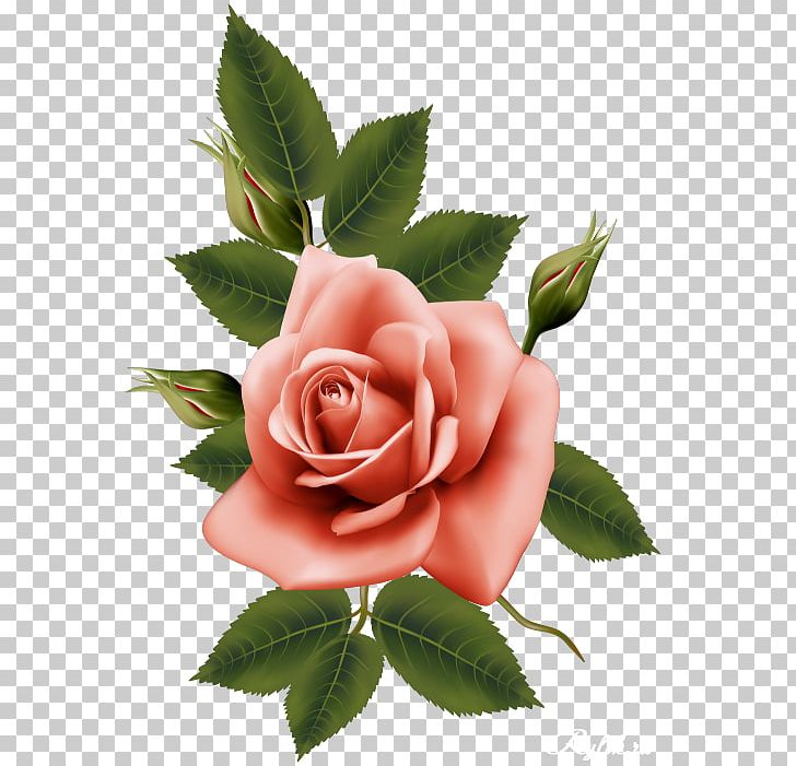 Flower Garden Roses PNG, Clipart, Centifolia Roses, Cut Flowers, Digital Image, Encapsulated Postscript, Flower Free PNG Download