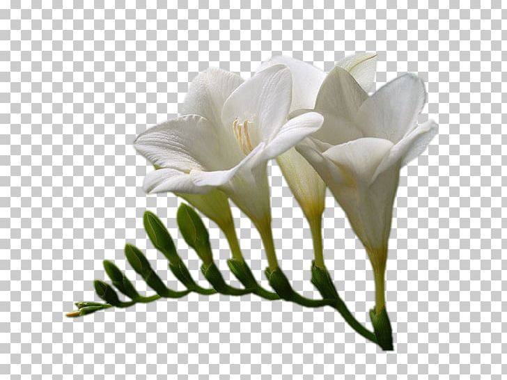 White Lily Portable Network Graphics Adobe Photoshop Flower PNG, Clipart, Color, Computer Software, Cut Flowers, Flower, Flowering Plant Free PNG Download