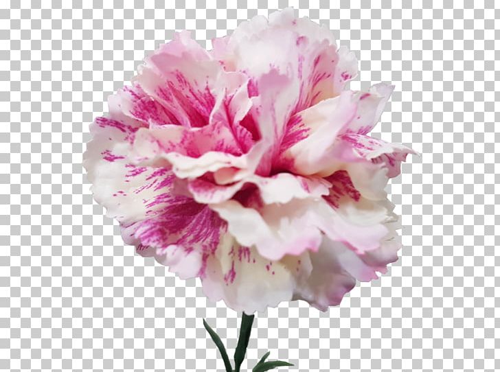 Carnation Cabbage Rose Peony Cut Flowers Petal PNG, Clipart, Carnation, Cut Flowers, Dianthus, Flower, Flowering Plant Free PNG Download