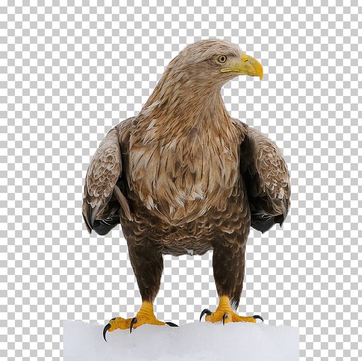 Bird Decorah Bald Eagles Character Structure PNG, Clipart, Accipitriformes, Animals, Bald Eagle, Beak, Bird Free PNG Download