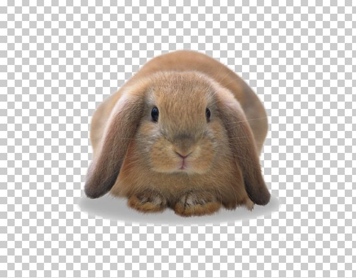 Domestic Rabbit European Rabbit Hare PNG, Clipart, Animal, Animal Pictures, Animals, Avatar, Background Free PNG Download