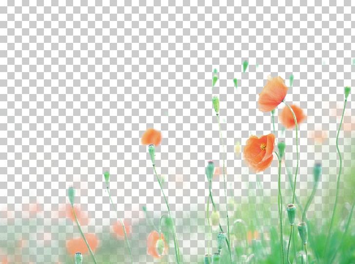 Flower Poppy PNG, Clipart, Computer Wallpaper, Designer, Download, Floral, Floral Background Free PNG Download