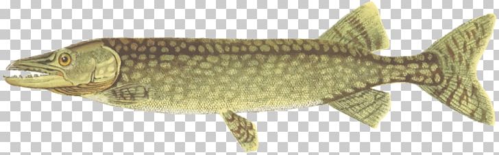 Northern Pike Computer Icons PNG, Clipart, Animal Figure, Animals, Aquatic, Bony Fish, Calculator Free PNG Download