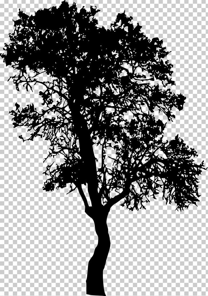 Tree Woody Plant Branch PNG, Clipart, Black And White, Branch, Leaf, Logo, Monochrome Free PNG Download