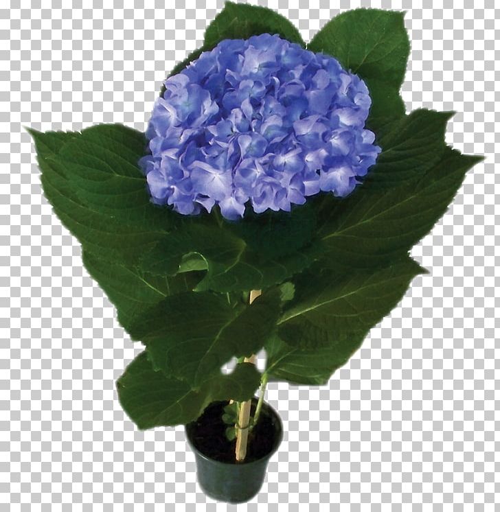 Cut Flowers Plant Yucca Filamentosa French Hydrangea PNG, Clipart, Annual Plant, Blue, Cornales, Cut Flowers, Flower Free PNG Download