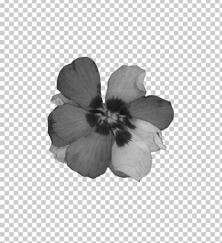 Mallows White Family PNG, Clipart, Black, Black And White, Button Flower, Family, Flower Free PNG Download