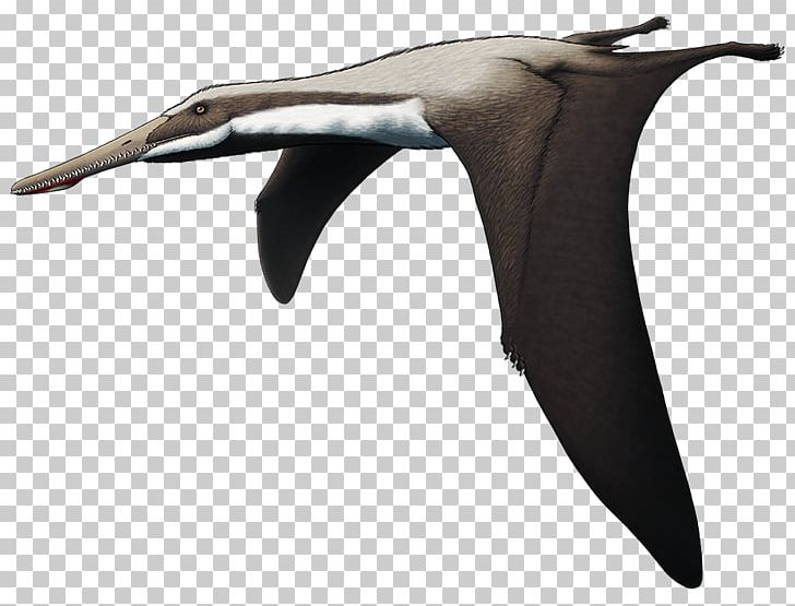 Quetzalcoatlus Pterodactyl Pterosaurs Flight Seabird PNG, Clipart, Abra, Beak, Bird, Croods, Dolphin Free PNG Download