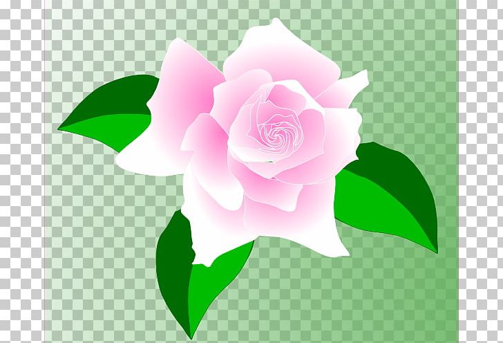 Rose Pink PNG, Clipart, Animated Roses Images, China Rose, Computer Wallpaper, Drawing, Flora Free PNG Download