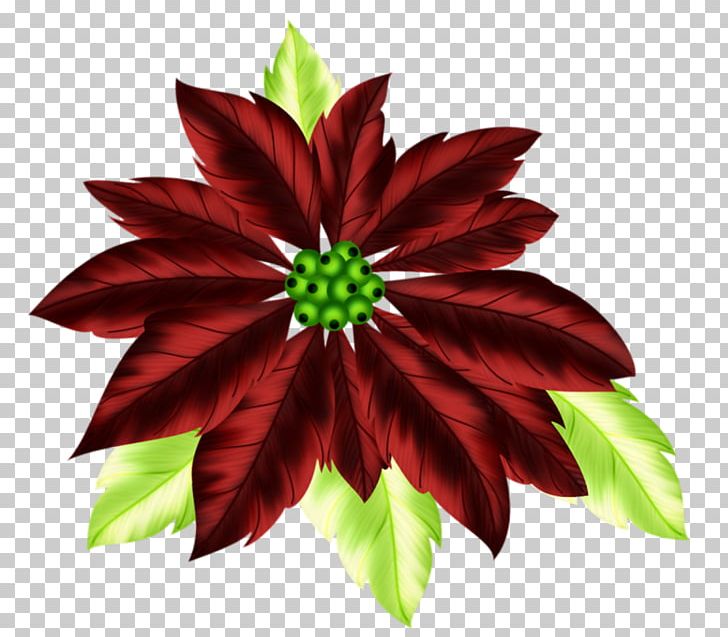 Christmas Poinsettia PNG, Clipart, Animals, Blog, Christmas, Christmas Decoration, Christmas Tree Free PNG Download