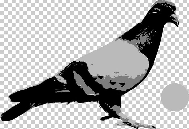 Columbidae Pigeons Playing Ping Pong Melting Lights Pleasure The Great Outdoors Jam (Live) PNG, Clipart, Baltimore, Beak, Bird, Black And White, Columbidae Free PNG Download