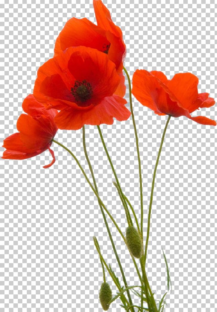 Common Poppy Flower Remembrance Poppy Petal PNG, Clipart, Botanical Illustration, Common Poppy, Coquelicot, Cut Flowers, Floral Design Free PNG Download