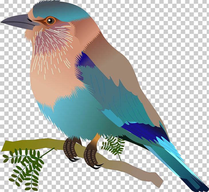 Songbird Indian Roller Beak PNG, Clipart, Animals, Beak, Bird, Bluebird, Coracias Free PNG Download