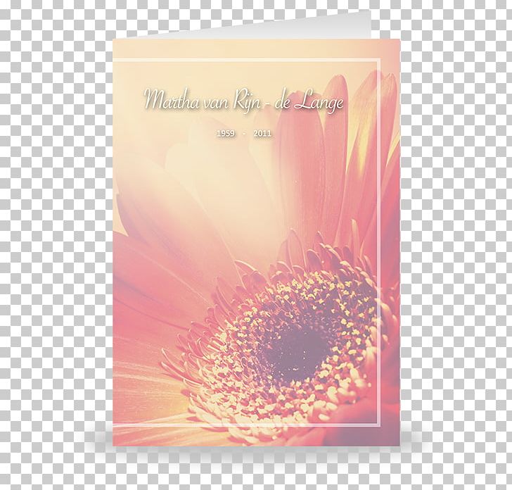 Transvaal Daisy Greeting & Note Cards Font PNG, Clipart, Flower, Flowering Plant, Gerbera, Greeting, Greeting Card Free PNG Download