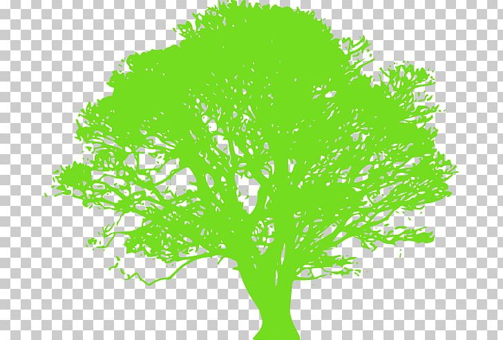 Tree Oak Trunk PNG, Clipart, Branch, Computer Icons, Deciduous, Download, Grass Free PNG Download