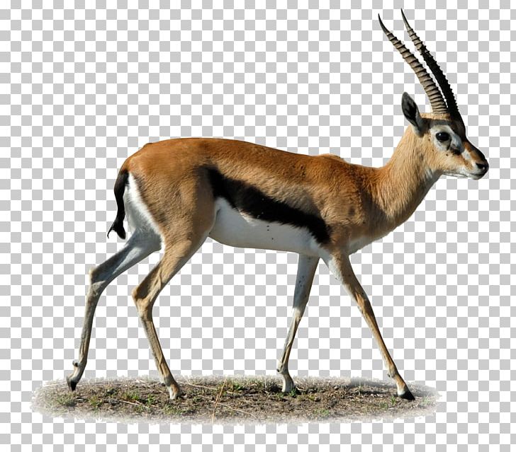 Impala Dorcas Gazelle Antelope PNG, Clipart, Animal, Animals, Antelope, Clipart, Clip Art Free PNG Download
