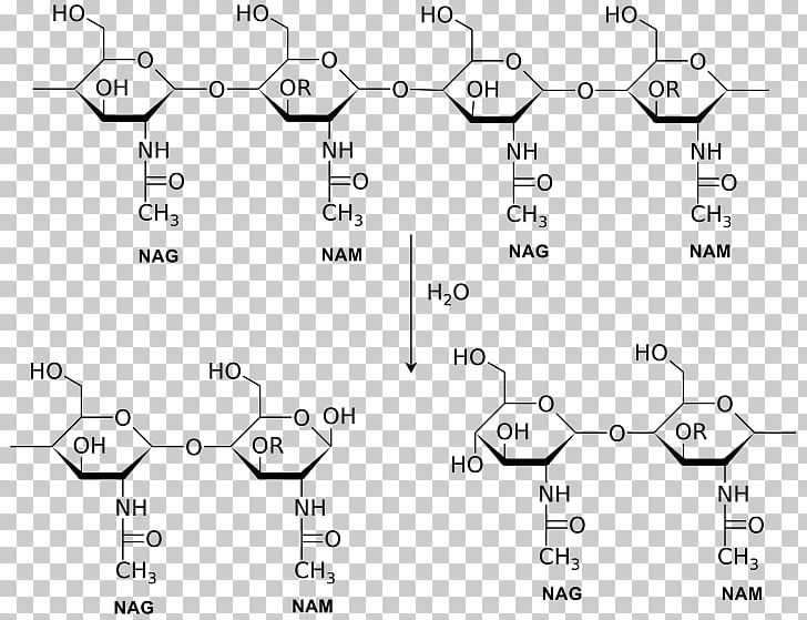 Lysozyme Enzyme Catalysis Chemical Reaction Glycoside Hydrolase PNG, Clipart, Amylase, Angle, Area, Auto Part, Biochemistry Free PNG Download