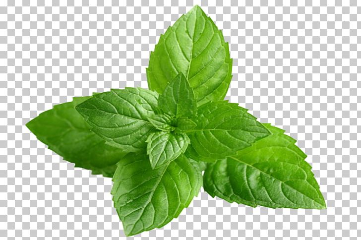 Peppermint Mentha Spicata Extract Herb Menthol PNG, Clipart, Basil, Extract, Food, Herb, Herbalism Free PNG Download