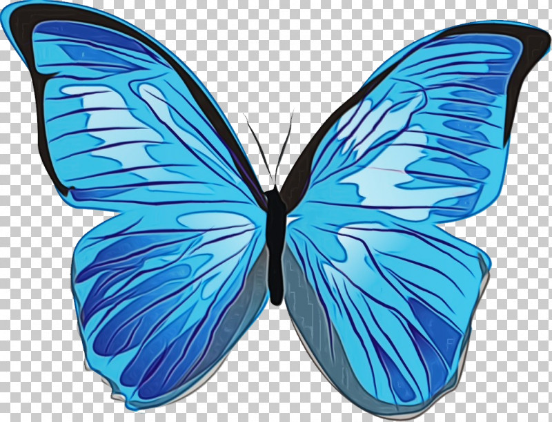 Butterflies Menelaus Blue Morpho Insects Blue Morpho Icon PNG, Clipart, Blue Morpho, Butterflies, Insects, Menelaus Blue Morpho, Morpho Free PNG Download