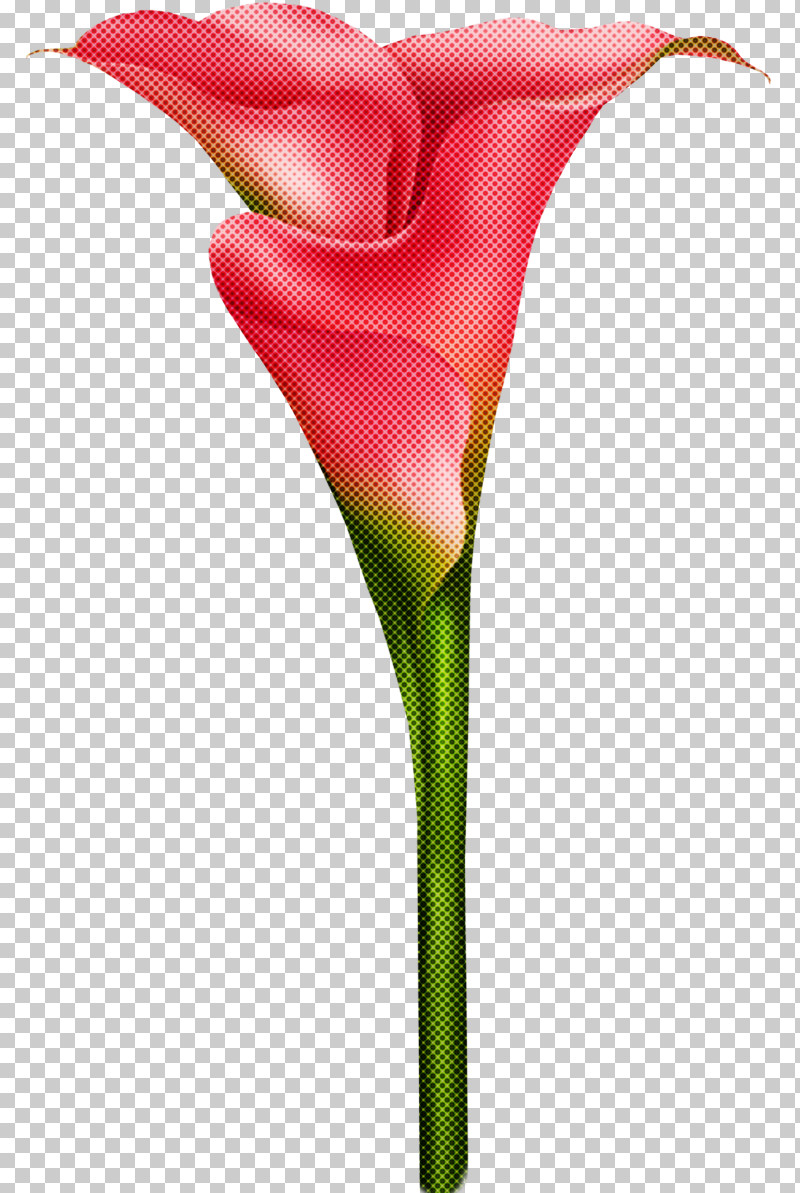 Flower Red Cut Flowers Plant Pink PNG, Clipart, Alismatales, Anthurium, Arum, Arum Family, Cut Flowers Free PNG Download