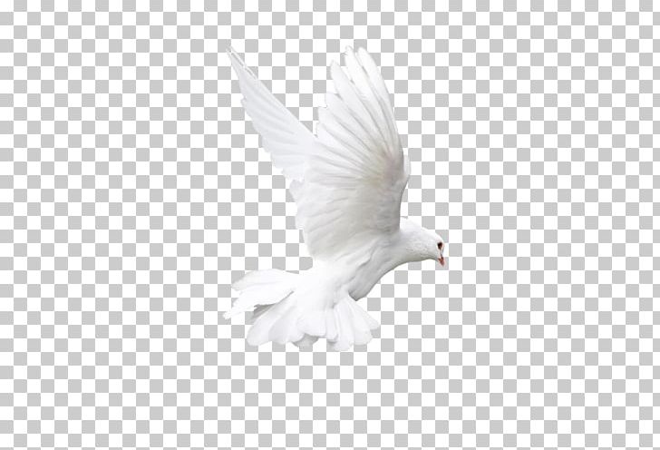 Bird Domestic Pigeon Columbidae Flight PNG, Clipart, Animals, Beak, Bird, Columbidae, Cygnini Free PNG Download