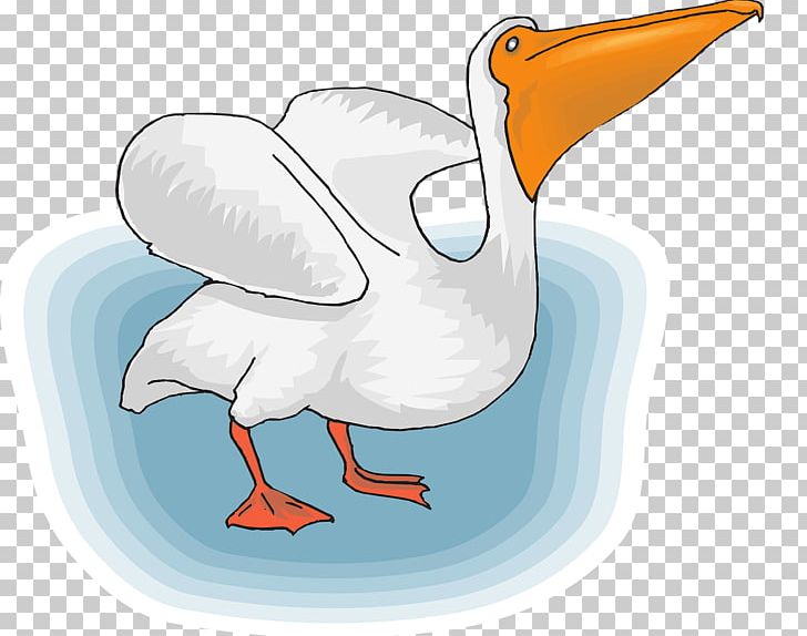 Seabird Pelican PNG, Clipart, Animals, Beak, Bird, Cartoon, Chicken Free PNG Download