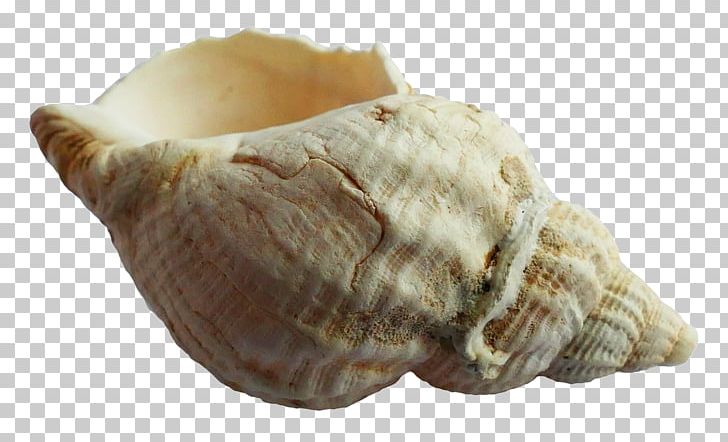 Seashell Mollusc Shell PNG, Clipart, Animal Product, Beach, Conch, Conchology, Fur Free PNG Download