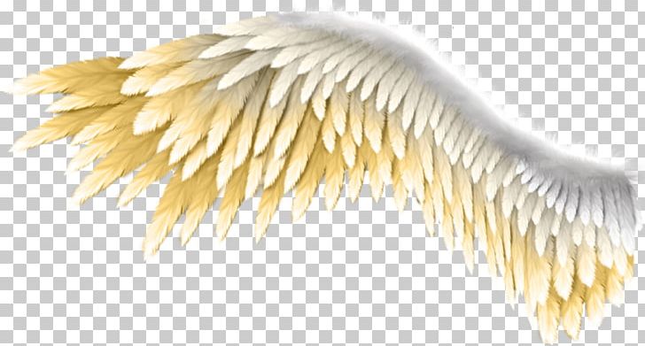 Wing Kreyol Chante Kreyol Konprann Feather PNG, Clipart, Brush, Color, Download, Feather, Information Free PNG Download