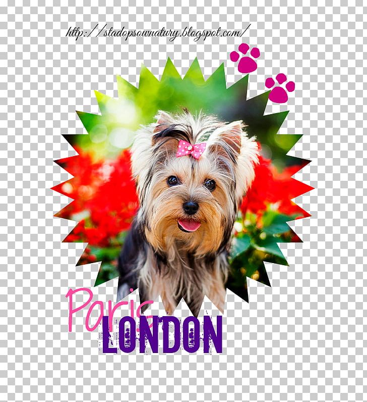 Yorkshire Terrier Puppy Morkie Dog Breed Universidad Jose.c.paz PNG, Clipart, Breed, Bulldog, Campus, Carnivoran, Companion Dog Free PNG Download