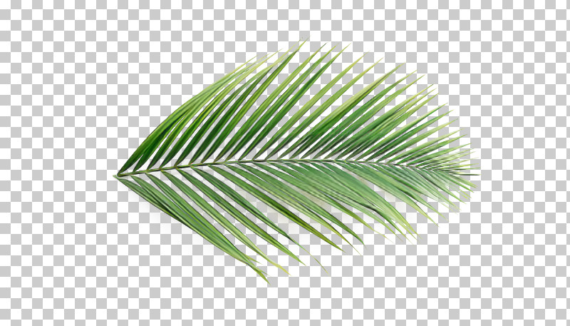 Palm Tree PNG, Clipart, Arecales, Flower, Grass, Green, Leaf Free PNG Download